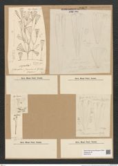 Diatomeae indet. (de-Toni-Nr.: Species 2969) Zeichnungen Sammlung Grunow Nr. 6062 (NHMW-BOT-W0374573)
